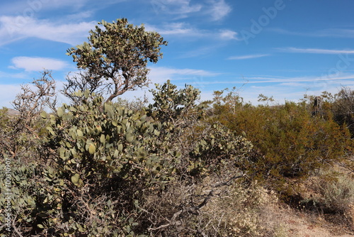 Jojoba, Simmondsia Chinensis, a native perennial dioecious shrub, with age develops a higher canopy and shade pruned lower branches, late Autumn in the Eagle Mountains, Northwest Sonoran Desert.