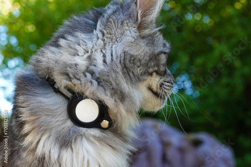 Canvas Print tracking device Cat Collar