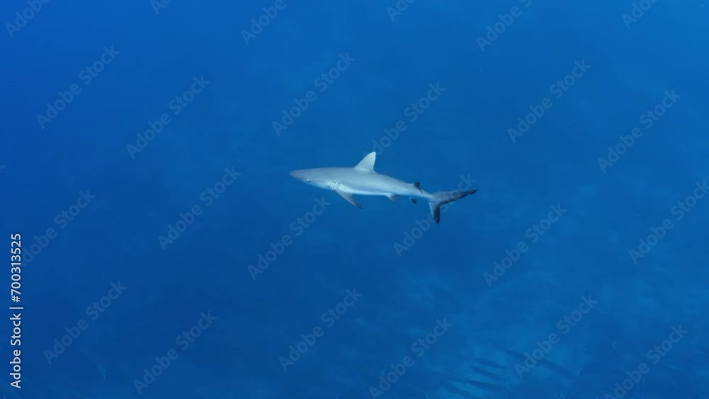Grey Sharks swimming over on the coral reef in the pass of Tiputa of the Atoll of Rangiroa in the French Polynesia in the middle of the South Pacific Grey Sharks swimming over on the coral reef in the pass of Tiputa of the Atoll of Rangiroa in the French Polynesia in the middle of the South Pacific