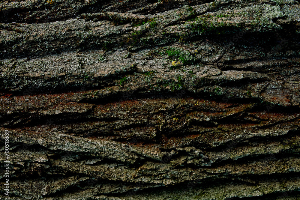 Closeup captures textured bark tree, intricate patterns deep grooves ridges, predominantly brown variations shade, spots green moss lichen surface, detailed - obrazy, fototapety, plakaty 