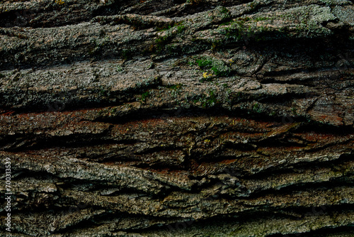 Closeup captures textured bark tree, intricate patterns deep grooves ridges, predominantly brown variations shade, spots green moss lichen surface, detailed