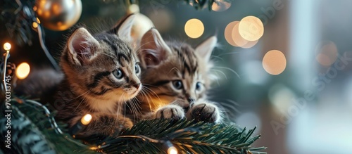 Curious kittens play by Christmas tree with shiny ornament.