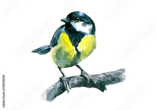 Great blue tit. A small colored bird. Watercolor.
