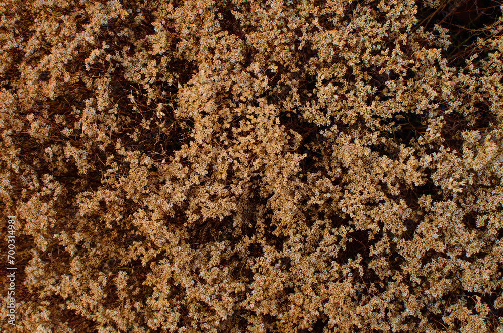 Tan Plants Close Up Tan Plants Close Up