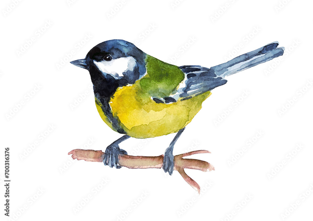 Obraz premium Great blue tit on the branch . A small colored bird. Watercolor.