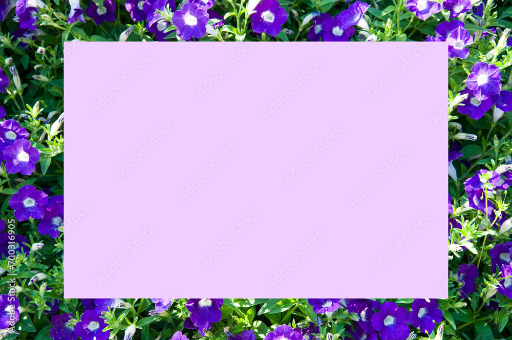 Frame of blooming petunia with free space for text. Frame of blooming petunia with free space for text.