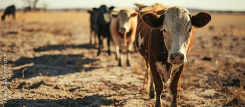 Drought leads to feed shortage and loss of cattle due to climate change. photo
