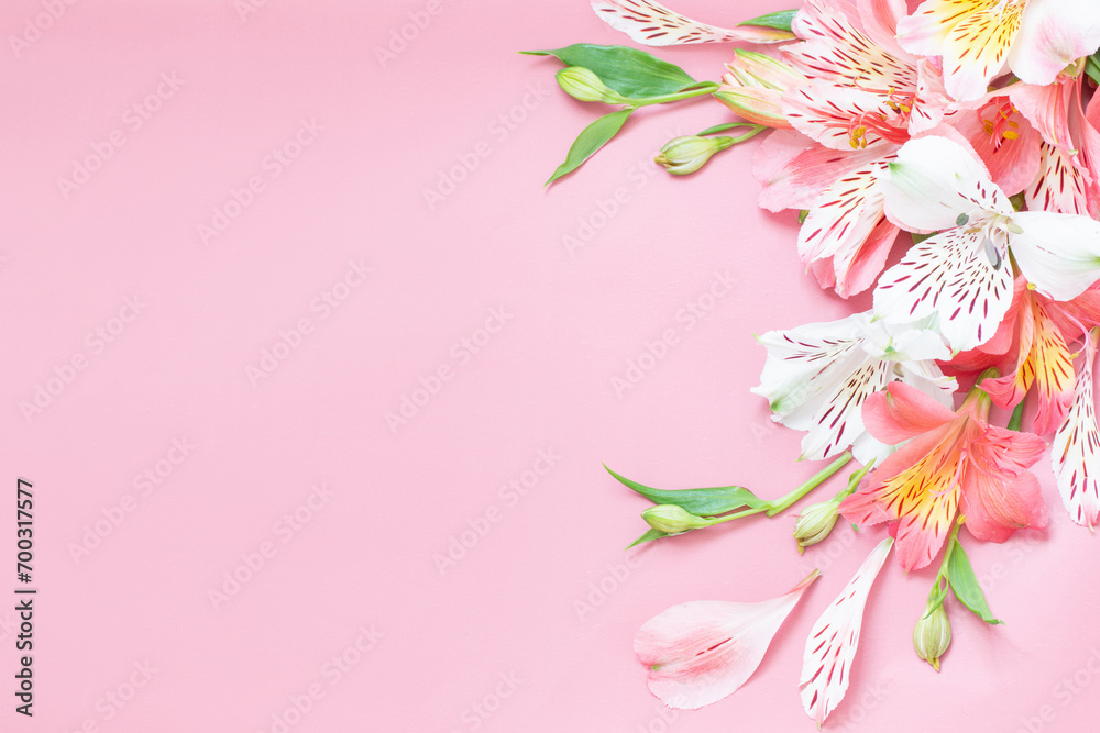Naklejka premium alstroemeria flowers on pink background