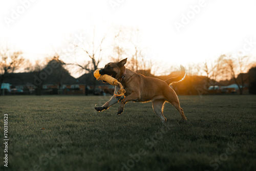 Dog playing with toy  adult German Shepherd dog running in a field