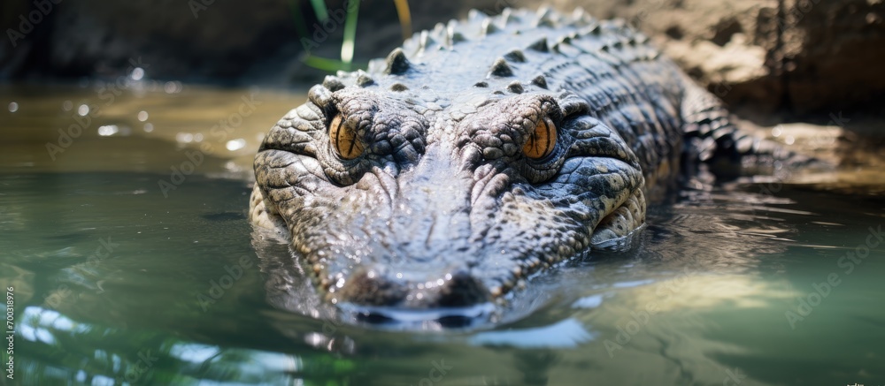 Wild tropical animal, crocodile, resting in zoo's water pool.