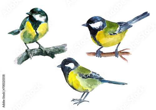 Set of big blue tits. Watercolor colored birds. © svistoplas