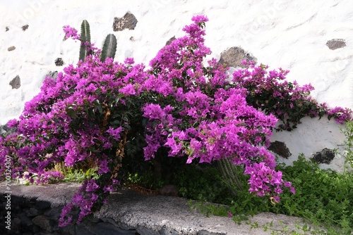Beautuful blooming plant bouganville (Bougainvillea glabra, paper flower) with purple flowers, met in La Gomera, Canary Islands, Spain photo