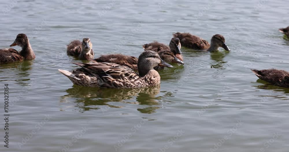 wild ducks on the lake in the summer, ducks swimming in the lake wild ducks on the lake in the summer, ducks swimming in the lake