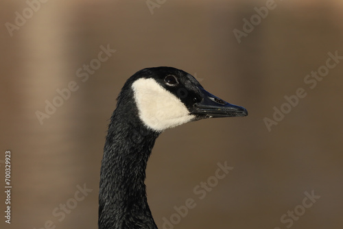 portrait of goose © Mike