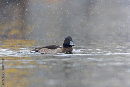 Tufted duck (Aythya fuligula) swimming in a lake with snowfall.