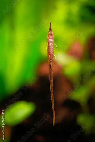 Farlowella acus, Common needle catfish suckermouth freshwater algae cleaner fish, Ornamental fish Common needle catfish in a natural, natural aquarium photo