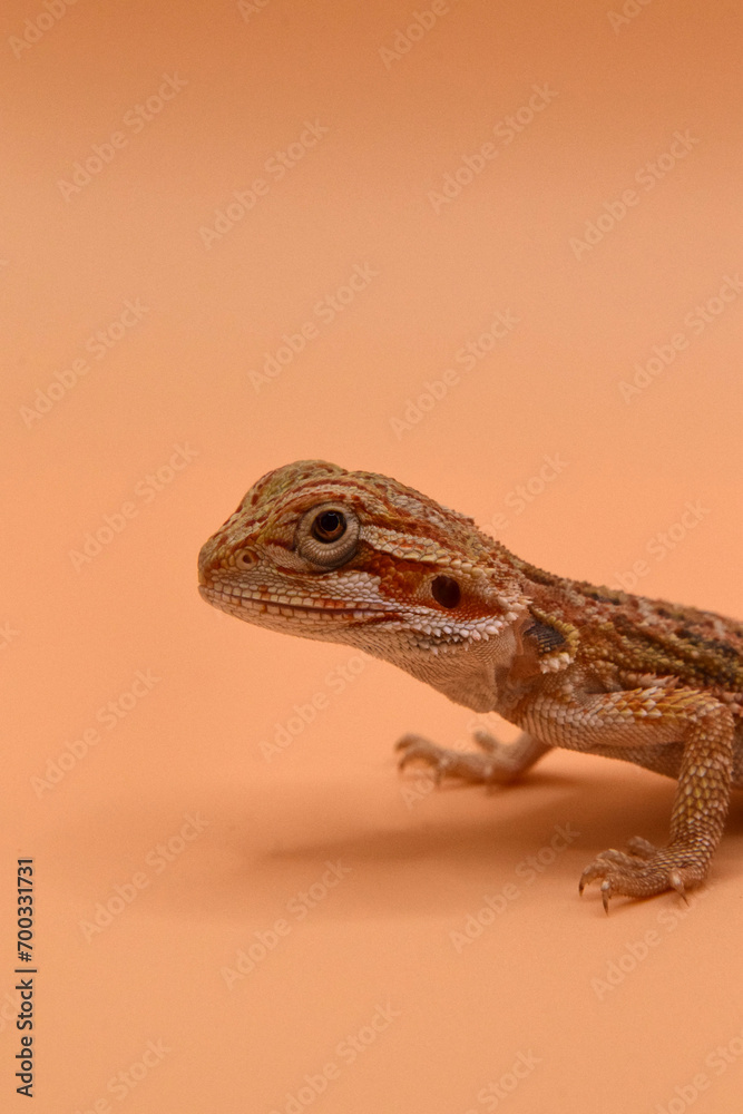 Fototapeta premium Baby Bearded Dragon