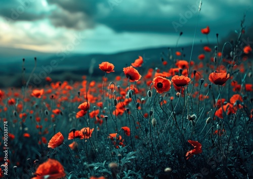 an image shows a field of red poppies