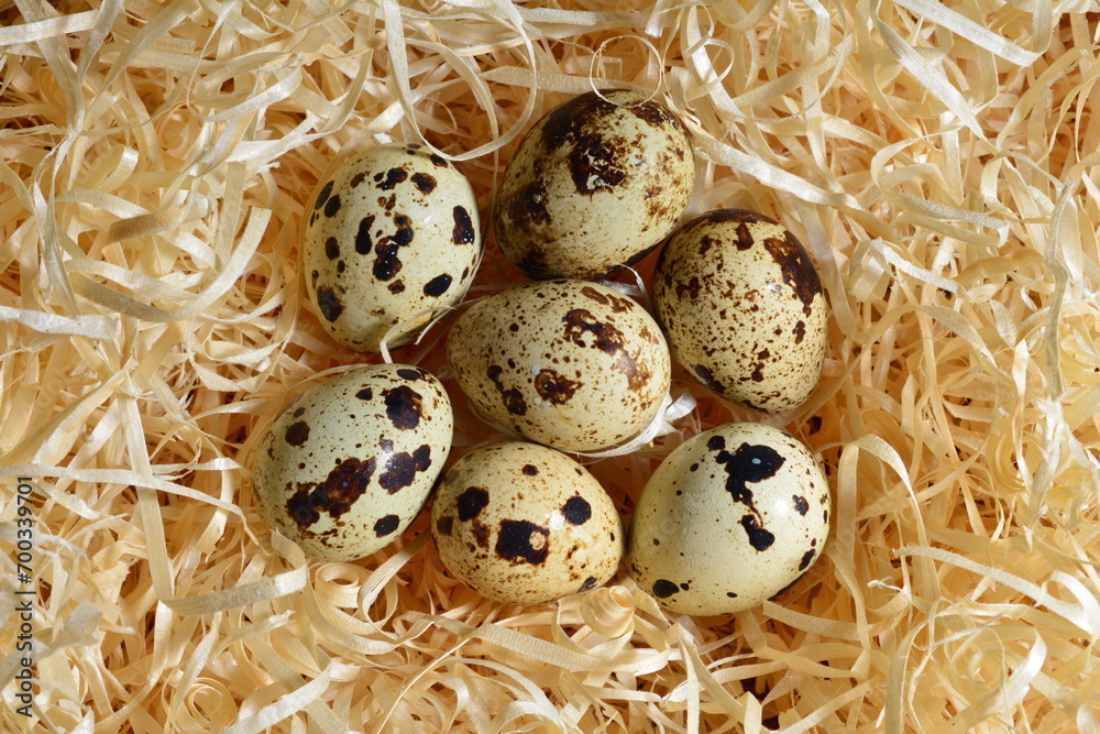 broken quail egg with whole eggs on wood shavings, top view close-up broken quail egg with whole eggs on wood shavings, top view close-up