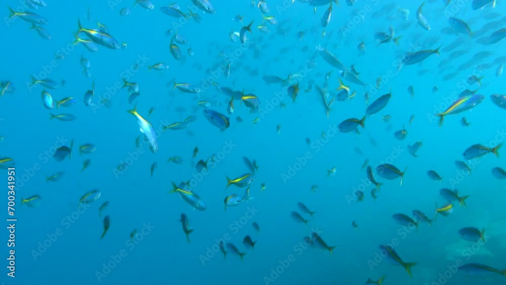 タカベ_大瀬崎_20231227. タカベ_大瀬崎_20231227.