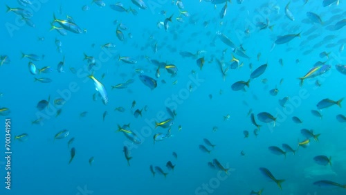 タカベ_大瀬崎_20231227.
