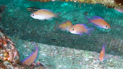 アカオビハナダイ_大瀬崎_20231227