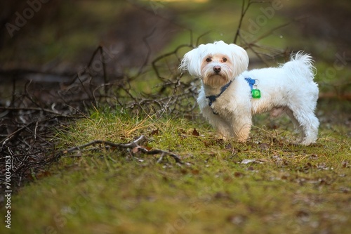 a dog on a walk in the forest, a sweet pet that is our favorite, a Maltese dog