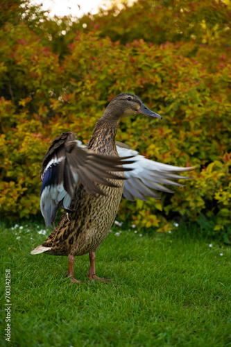 A duck spreads its wings majestically on the grass in the park