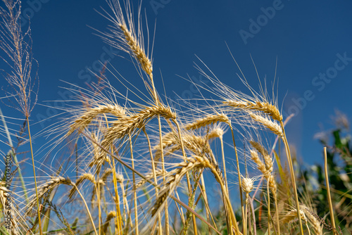 Yellow agriculture field with ripe wheat and blue sky with clouds over it. Field of Southern Ukraine with a harvest.