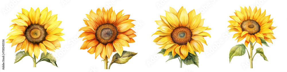 Naklejka premium Watercolor Sunflower Collection. Botanical Sunflower Set