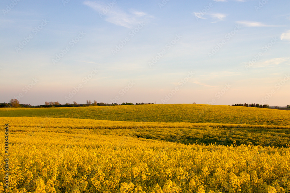 Hilly beautiful yellow fields in springtime