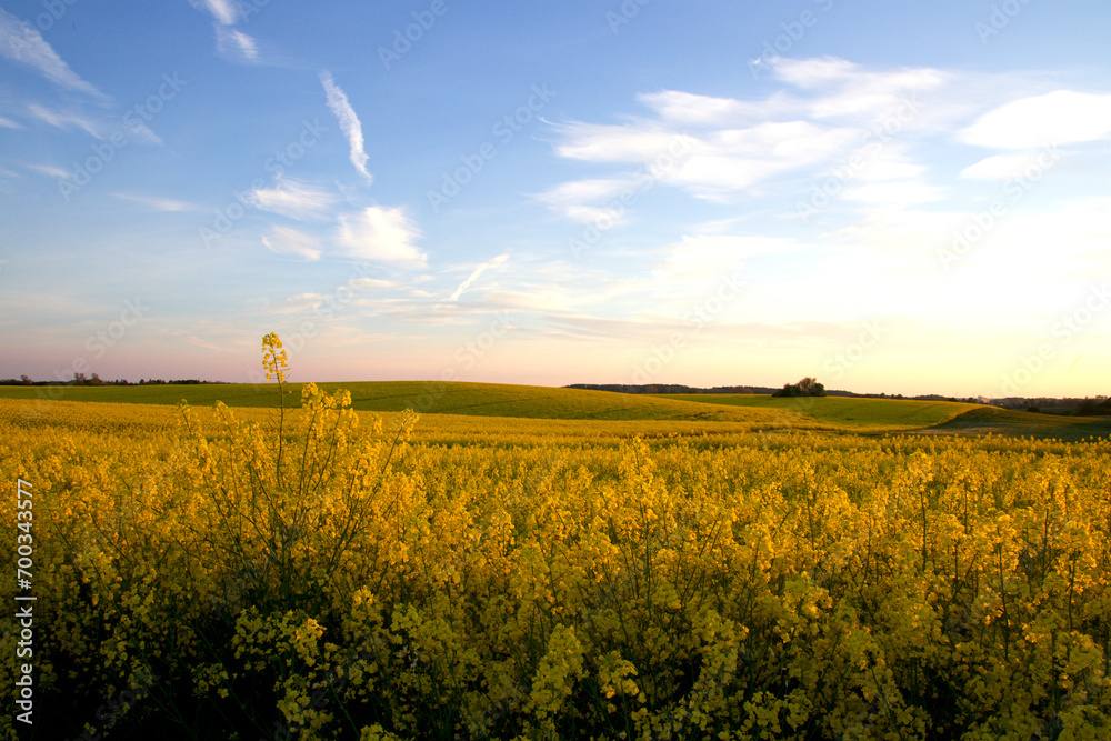 Obraz premium It meanders in green and yellow in spingtime