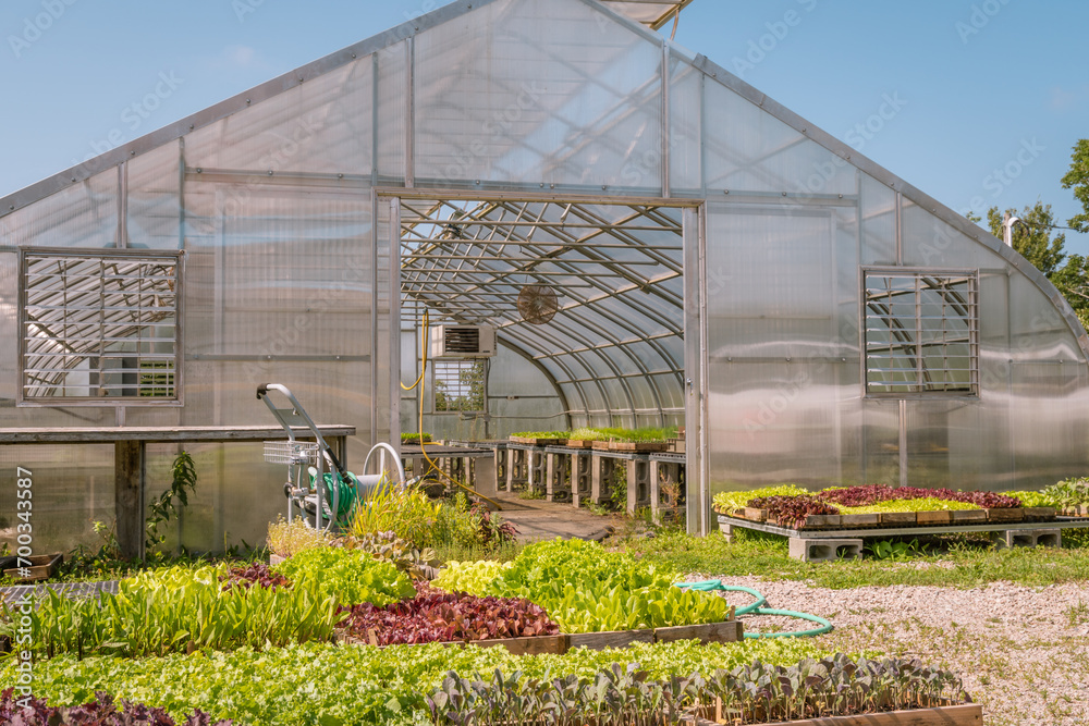 Greenhouse at organic vegetable farm. Greenhouse at organic vegetable farm.
