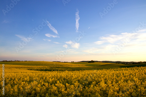 Hilly beautiful yellow fields in May so beautifl photo