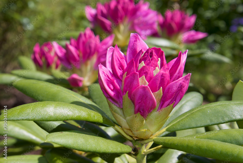 Rhododendron in pink in May