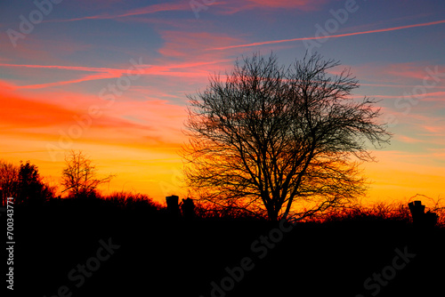 Small tree in beautiful sunset in springtime