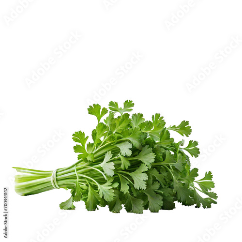 Isolated bunch of coriander winter vegetable white transparent background corianders photo