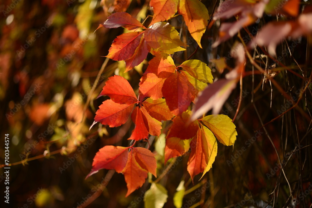 Beautiful red leaves of wild grapes on a blurred autumn background Beautiful red leaves of wild grapes on a blurred autumn background