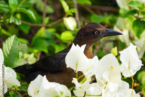 Female Great-tailed grackle is sitting among flowers.