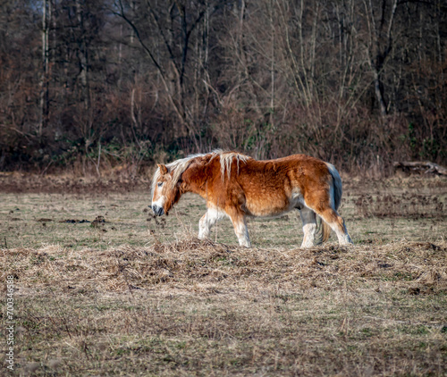 Pferd © Holger