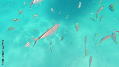 Snorkeling in the carribean sean with tropical fish