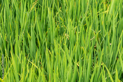 Landscape nature of rice field on rice paddy green color lush growing