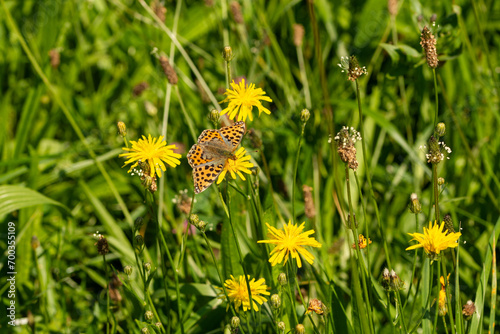 Close-up of the Queen of Spain fritillary (Issoria lathonia) - orange spotted butterfly on a meadow photo