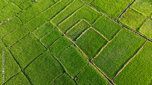 Aerial view of Agricultural plantation on sunny day - Green growing plant against sunlight photo