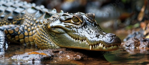 A young crocodile feasting in a watery habitat, among other toothy crocodiles.