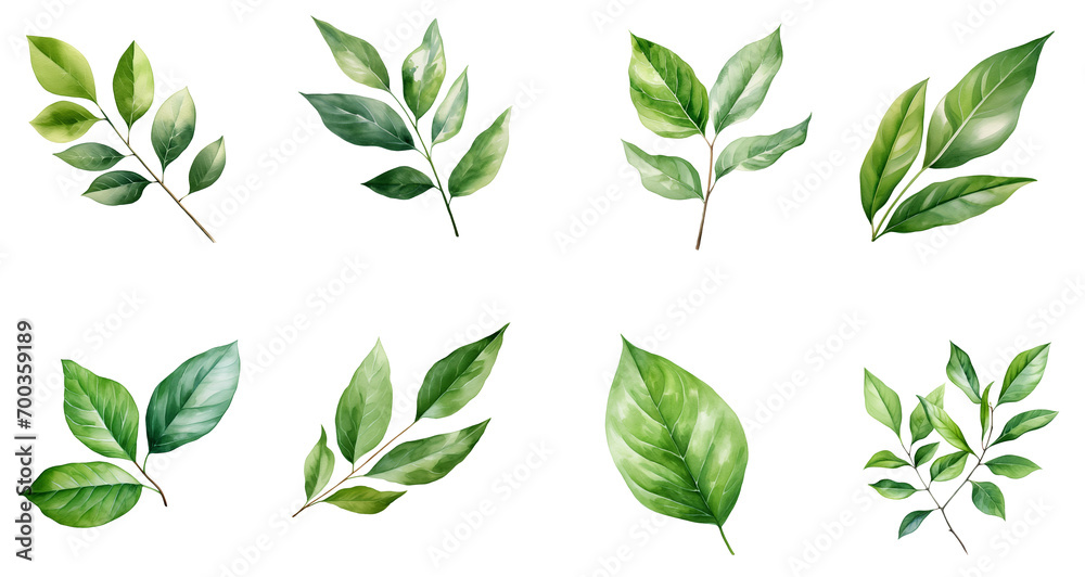 Green Leaf Watercolor Collection Green Leaf Watercolor Collection