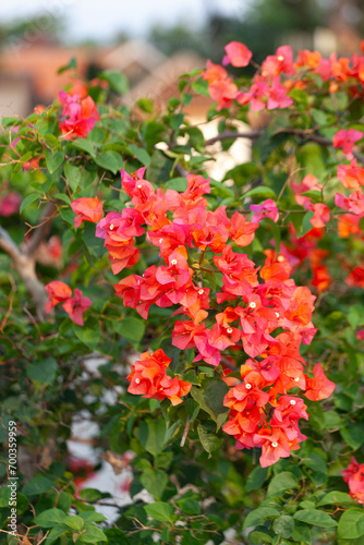 Bougainvillea flower in the garden with nature background.