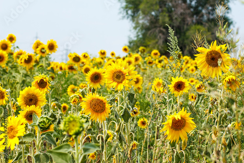 Yellow sunflower field  ripe yellow sunflower