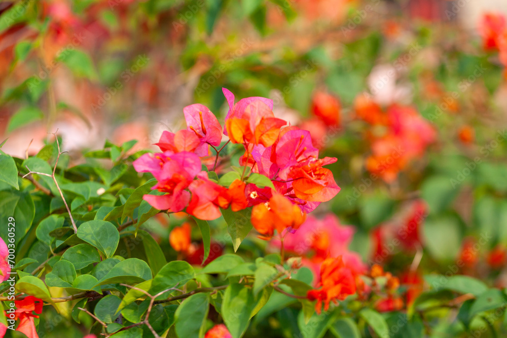 Bougainvillea flower in the garden with nature background.