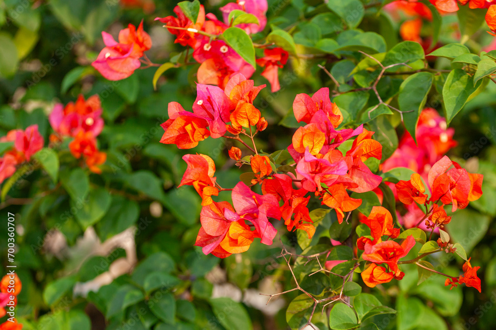 Bougainvillea flower in the garden with nature background. Bougainvillea flower in the garden with nature background.